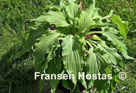 Hosta She's got the Moves