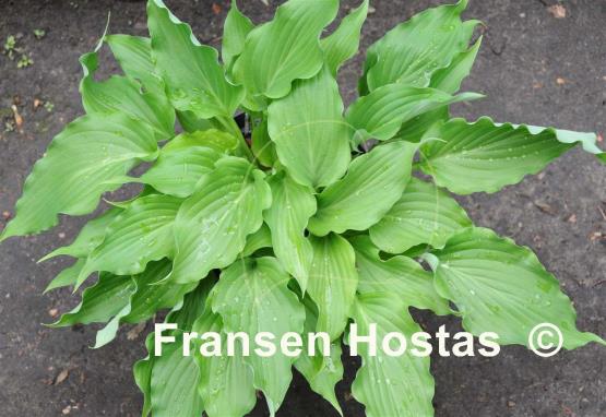 Hosta She's got the Moves