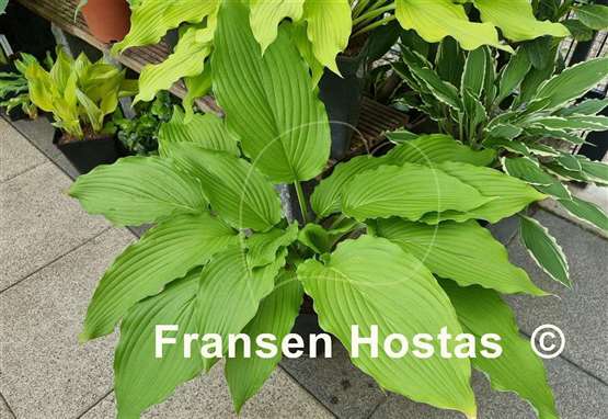 Hosta Shimmy Shake