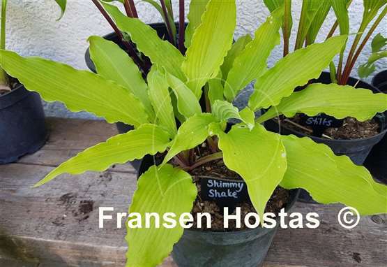 Hosta Shimmy Shake