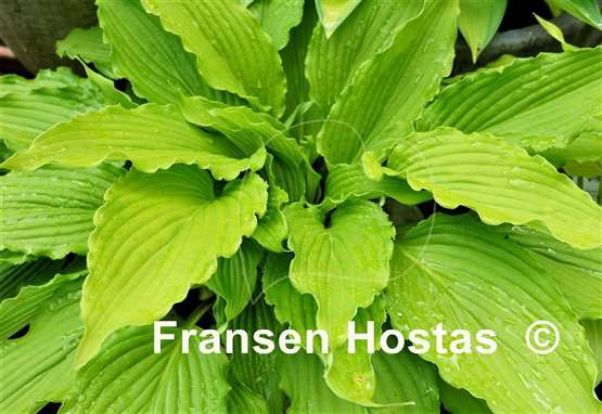 Hosta Shimmy Shake