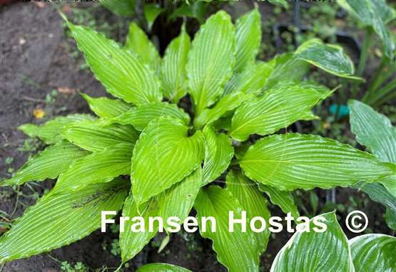 Hosta Shimmy Shake