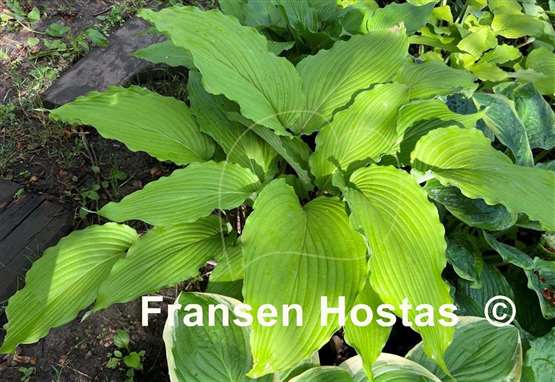 Hosta Shimmy Shake