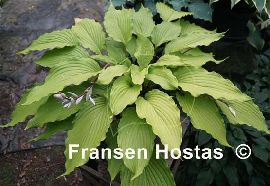 Hosta Shimmy Shake