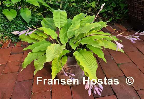 Hosta Shimmy Shake