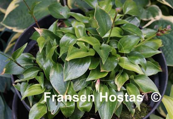 Hosta Shining Tot