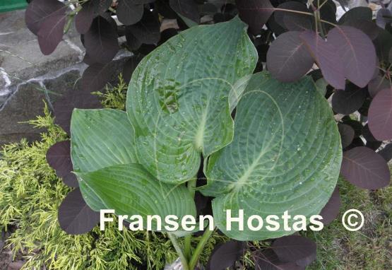 Hosta Shining Image