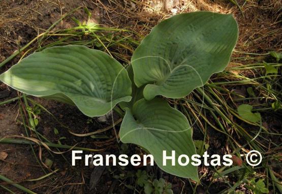 Hosta Shining Image