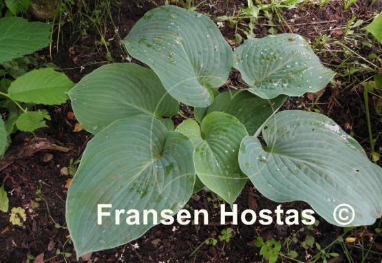 Hosta Shining Image