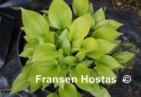 Hosta Shining Tot