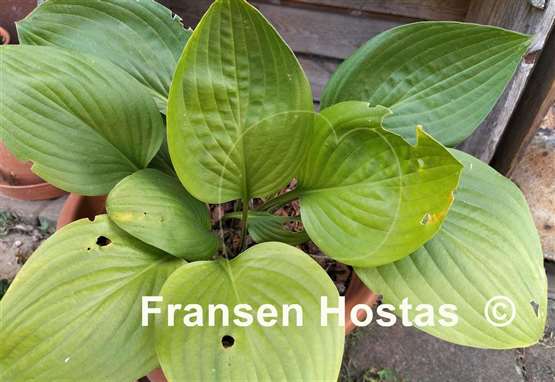 Hosta Shiny Leather