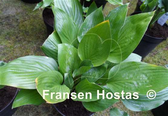 Hosta Shiny Leather