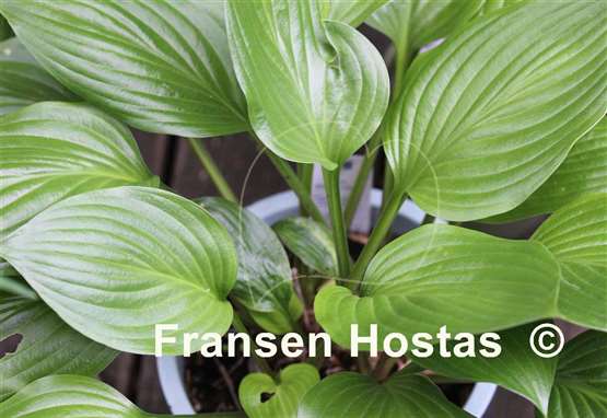 Hosta Shiny Leather