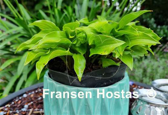 Hosta Shiny Penny