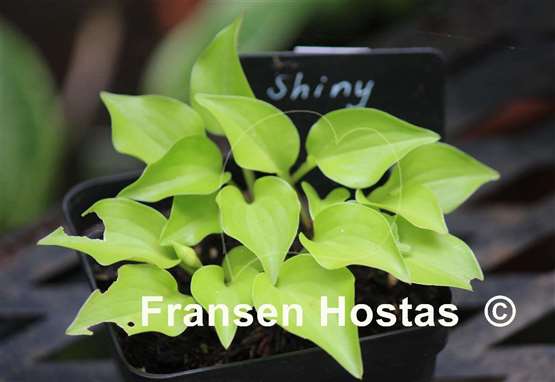 Hosta Shiny Penny
