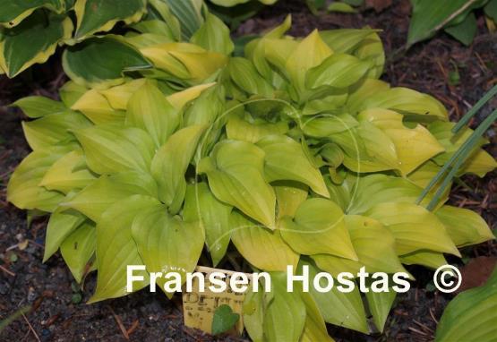 Hosta Shiny Penny