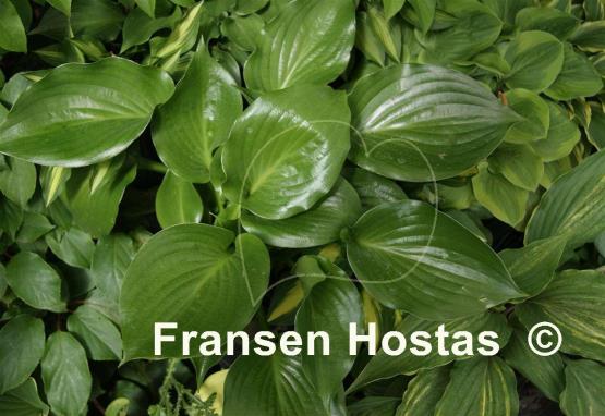 Hosta Shiny Sonata