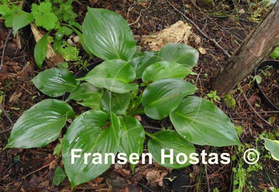 Hosta Shiny Sonata