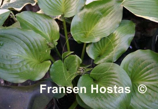 Hosta Shiny Sonata