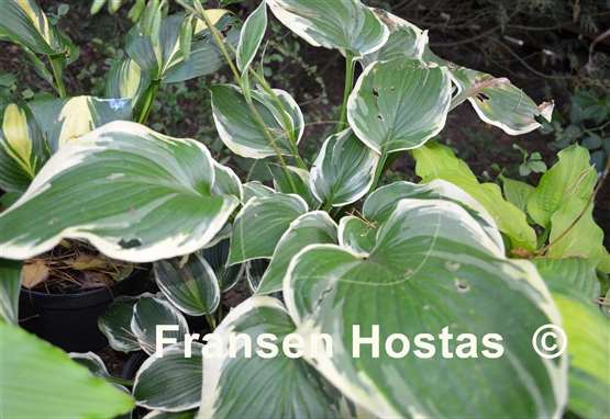 Hosta Shirley Vaughn