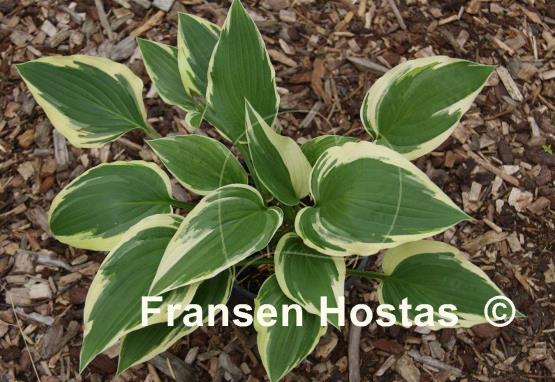 Hosta Shogun
