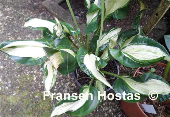 Hosta Shooting Star