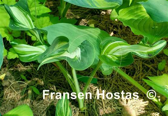 Hosta Shooting Star