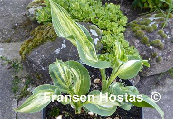 Hosta Shooting Star