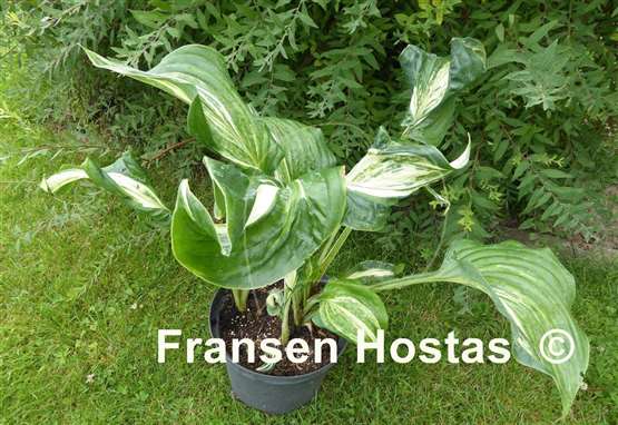 Hosta Shooting Star