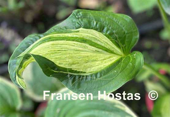 Hosta Shooting Star