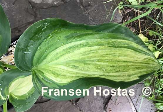 Hosta Shooting Star