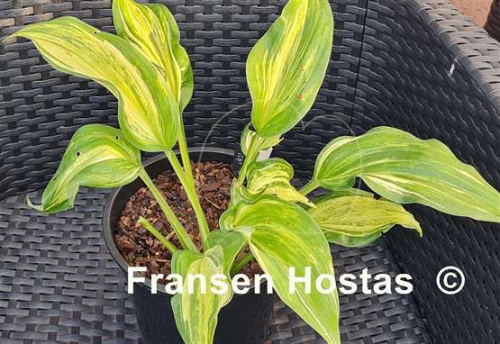 Hosta Shooting Star