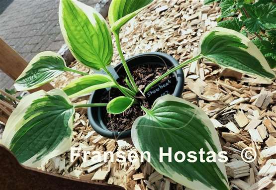 Hosta Showboat