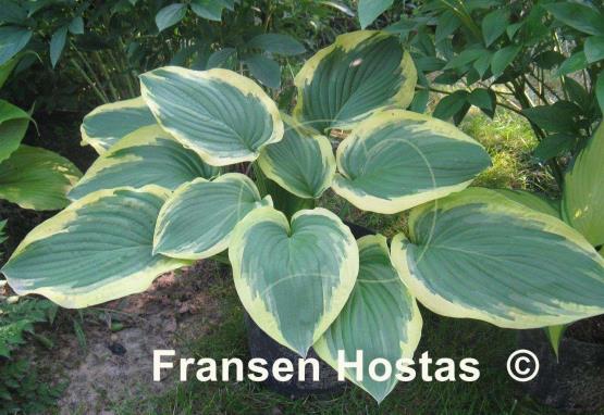 Hosta Showboat