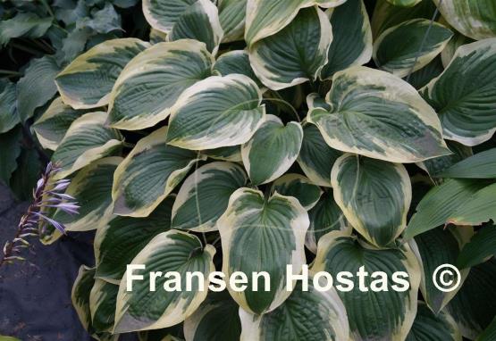 Hosta Showboat