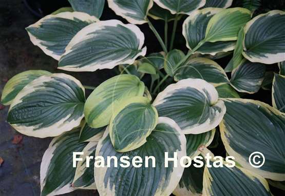 Hosta Showboat