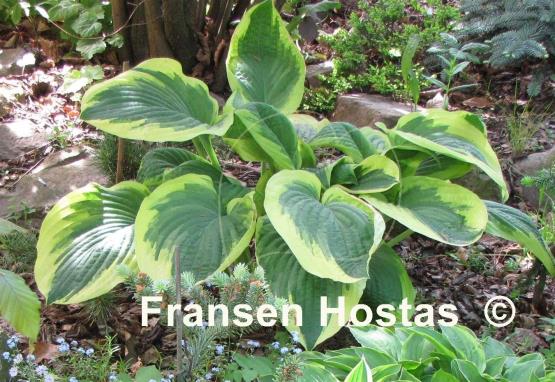 Hosta Showboat
