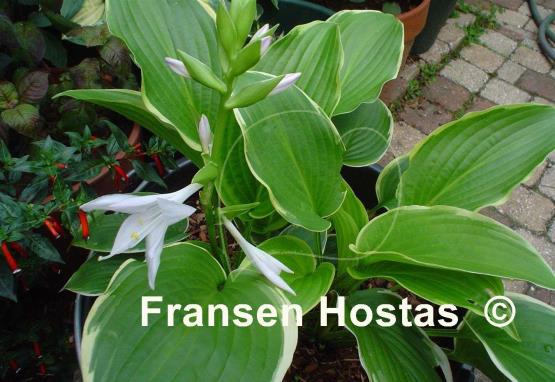 Hosta Showtime