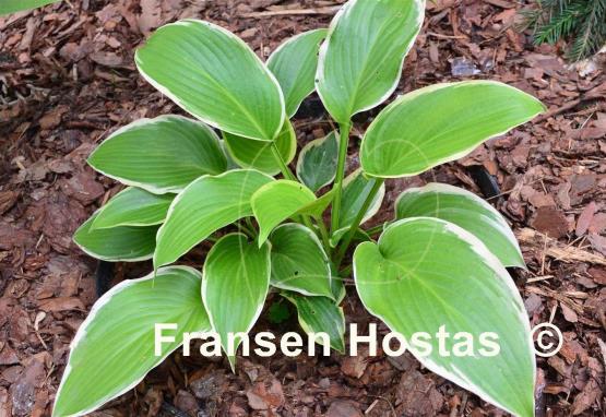 Hosta Showtime