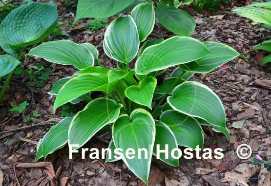 Hosta Showtime