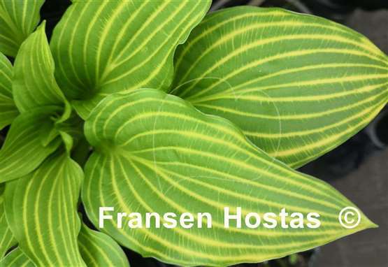 Hosta Siberian Tiger