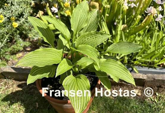 Hosta Siberian Tiger