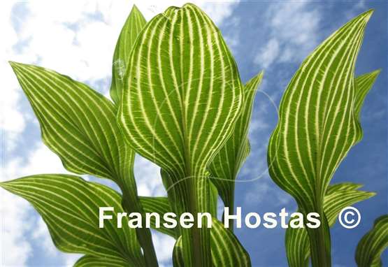 Hosta Siberian Tiger