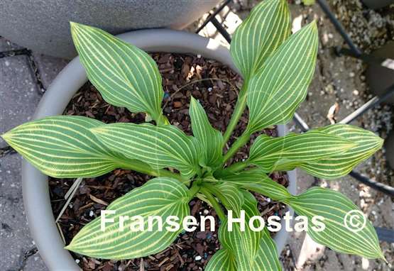 Hosta Siberian Tiger