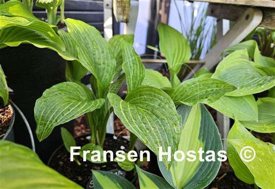Hosta Siberian Tiger