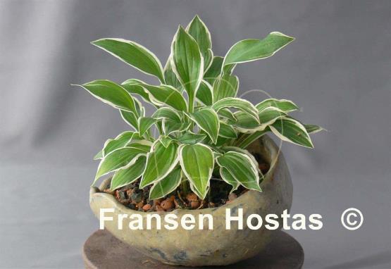 Hosta Silberlöffel