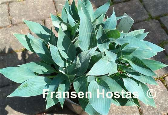 Hosta Silberpfeil