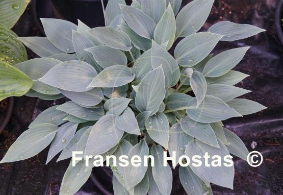 Hosta Silberpfeil