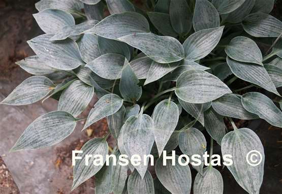 Hosta Silberpfeil
