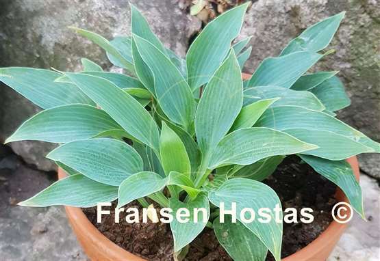 Hosta Silberpfeil